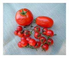 Puxo os teus tomates com a minha boca...