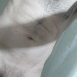 Leozao